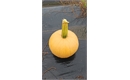 Picture of Chocolate Brown Pumpkin