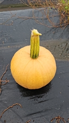 Picture of Chocolate Brown Pumpkin