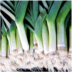 Picture of Musselborough Leeks