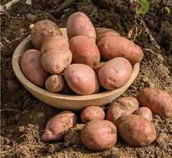 Picture of Axona Potatoes