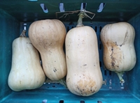 Picture of Large Butternut Squash