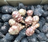Picture of Red Jerusalem Artichokes