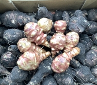 Picture of Red Jerusalem Artichokes