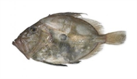 Picture of Whole John Dory