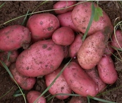 Picture of Sarpo Mira Roasting Potatoes