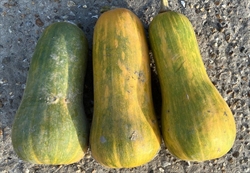 Picture of Green Butternut Squash