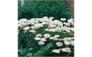 Picture of Wildflower Ox Eye Flower Seeds