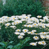 Picture of Wildflower Ox Eye Flower Seeds