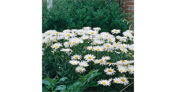 Wildflower Ox Eye Flower Seeds. Farm Direct