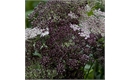 Picture of Wild Carrot Flower Seeds