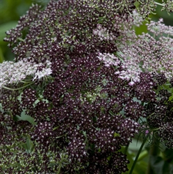 Picture of Wild Carrot Flower Seeds