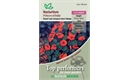 Picture of Nasturtium Princess of India Seeds