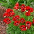 Ladybird Poppy Seeds