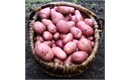 Picture of Caledonian Rose Mid Potato