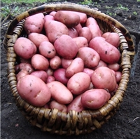 Picture of Caledonian Rose Mid Potato