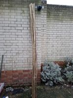 Picture of Hazel Bean Poles