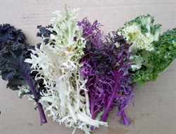 Picture of Rainbow Kale