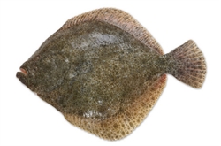 Picture of Whole Turbot