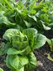 Picture of Little Gem Lettuce