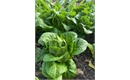 Picture of Little Gem Lettuce