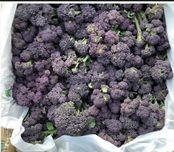 Picture of Purple Sprouting Broccoli