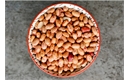 Picture of Borlotti Beans