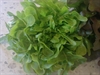 Picture of Oak Leaf Lettuce