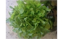 Picture of Oak Leaf Lettuce