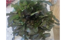Picture of Red Oak Leaf Lettuce