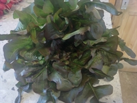Picture of Red Oak Leaf Lettuce