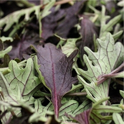Picture of Baby Leaf Kale