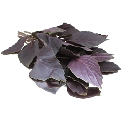 Picture of Fresh Red Basil