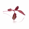 Picture of Red Amaranth Micro Cress