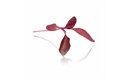 Picture of Red Amaranth Micro Cress