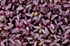 Red Amaranth Micro Cress