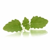 Picture of Lemon Balm Micro Cress