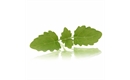 Picture of Lemon Balm Micro Cress