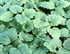 Lemon Balm Micro Cress