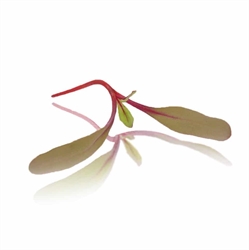 Picture of Bulls Blood Micro Cress