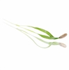 Picture of Fennel Micro Cress 