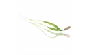 Picture of Fennel Micro Cress 