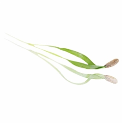 Picture of Fennel Micro Cress 