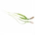 Fennel Micro Cress 