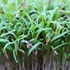 Fennel Micro Cress 
