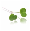 Picture of Pink Stem Radish Micro Cress 