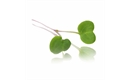 Picture of Pink Stem Radish Micro Cress 