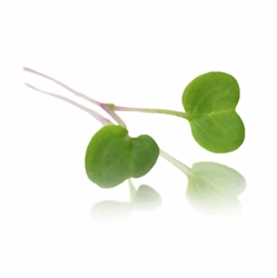 Picture of Pink Stem Radish Micro Cress 