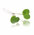 Pink Stem Radish Micro Cress 
