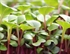 Pink Stem Radish Micro Cress 