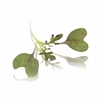 Picture of Ruby Frills Micro Cress (Mustard Frills)